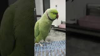 Aggressive parrot greenmithu funny shorts [upl. by Andersen48]