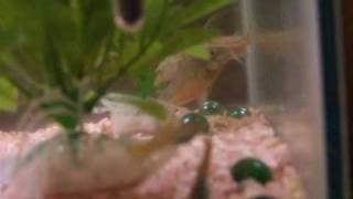 Peppered Cory Catfish Laying Eggs [upl. by Notnilk]