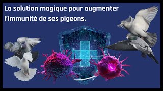 La solution magique pour augmenter l’immunité de ses pigeons [upl. by Fairfield]