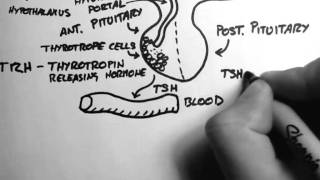 Thyroid Hormone 1  Control [upl. by Bernie]