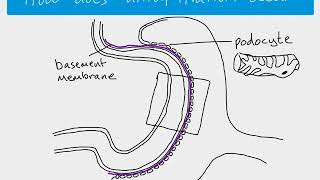 A2 Biology  Ultrafiltration [upl. by Nauqram]