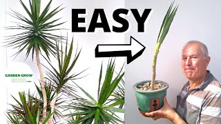 How to Propagate a Dracaena Marginata With a High Success Rate [upl. by Gati]