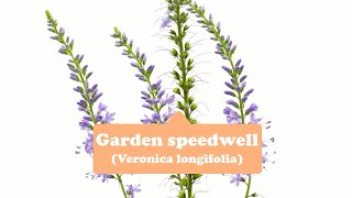 Loyalty and fidelityGarden speedwell [upl. by Aurelie]