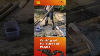 Catching eel but black belt trapped snake fishing trendingnews myprimabuzz [upl. by Zaragoza]