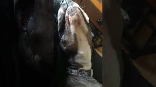 Frolic the Merle Great Dane Snuggles on the Couch 3 greatdanesunlimited dog dogbreed [upl. by Puritan]