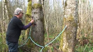 Producing maple syrup from bigleaf maple updated [upl. by Glynas]