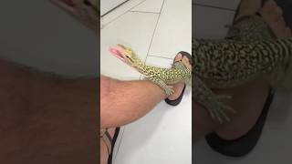 Coolest Pet Lizard🦎 quincemonitor komododragon lizard reptiles animals pets fyp [upl. by Karalee410]