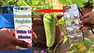 How to make fungicide within 10 minutes at home  Homemade Best Fungicide for any plants [upl. by Lomax488]