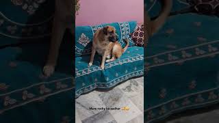 Anatolian Shepherd Dog 🐕🐶z security anatolian dogphoto anatolianshepherddog doglovers [upl. by Orenid]