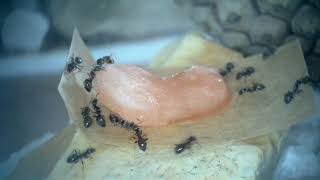 Lasius niger complete care guide [upl. by Lleinnad596]