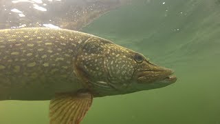 How to catch big pike and perch with Matt Hayes [upl. by Cyndi]