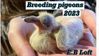 Breeding pigeons 2023 [upl. by Dagny]