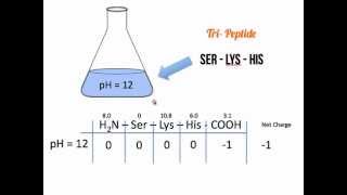 Net Charge of Amino Acids and Polypeptides [upl. by Albert353]