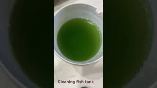 Cleaning fish tank [upl. by Lowell]