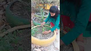 How to grow Agave plant gardenNagar shorts [upl. by Blanchette]