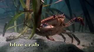 Shape of Life Marine Arthropods  A Successful Design [upl. by Hrutkay]