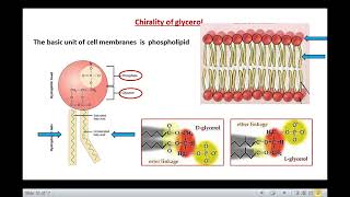 Archaea  Structure amp Characteristics [upl. by Areyk]