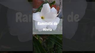 Ramillete de novia👰‍♂️viral foryou shortvideo shorts parati fyp nature fypシ゚viral [upl. by Monto]