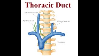 Revolutionizing Chylothorax Treatment  Thoracic Duct  2024 [upl. by Enomahs]