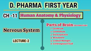 Parts of brain  CH11  L2  Human Anatomy and Physiology  DPharm first year [upl. by Suzanna]