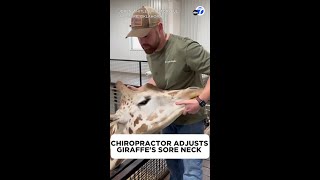 Chiropractor helps giraffe in need [upl. by Ferne]