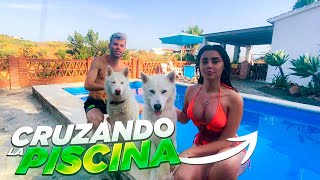 MI HUSKY CRUZA LA PISCINA CARRERAS de PERROS en la PISCINA con MI NOVIA Salva [upl. by Jeramey520]