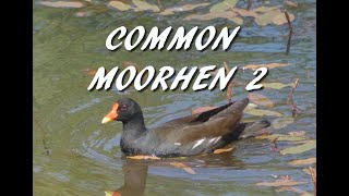 Common Moorhen 2 [upl. by Luanne]