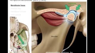 Infratemporal fossa [upl. by Merrell]