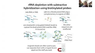 rRNA ribosomal RNA depletion methods [upl. by Ivy]