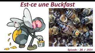 Estce une BucKfast lesabeillesdefred07apicultureabeillesabeille [upl. by Merri]