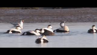 Aftermovie Wadden Vogelfestival amp Texel Big Day [upl. by Halik5]