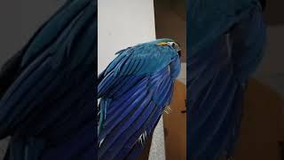 How to keep your macaw bird happy shortsviral macaw [upl. by Samson]