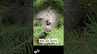 Bald Faced Hornets Daily Nest [upl. by Aikemaj363]