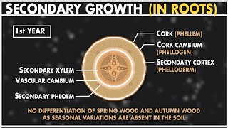 Secondary Growth in Dicot Root  Anatomy of Plants  Class 11 Biology [upl. by Anaujait704]