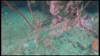 UNDERSEA CREATURE  BANDED PIPEFISH [upl. by Enisaj]