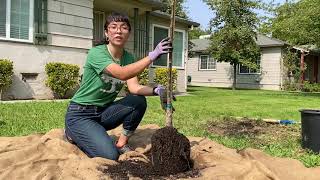 How to properly plant a tree [upl. by Willner]