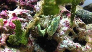 Sacculina carcini In Emerald Crab [upl. by Keisling]