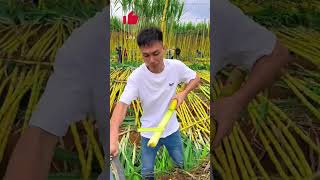 Fresh Sugarcane field harvest modernfarmer satisfying agriculture shorts [upl. by Zina]