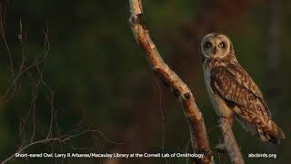 Shorteared Owl [upl. by Goar]