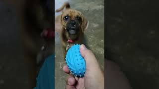 Doggie pugglelife puggles puggle shortvideo dog doglover [upl. by Maag]