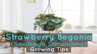 Strawberry Begonia Saxifraga Stolonifera  Growing Tips [upl. by Olwen]