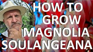 How to Plant and Grow Magnolia x soulangeana  Saucer Magnolia Tulip Tree or Chinese Magnolia [upl. by Lenox]