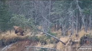 Katmai Brooks Falls cam Bear 480 Otis chased bear 708 11022023 [upl. by Flavia]