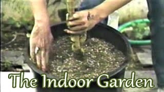 How to Repot a Large Plant [upl. by Roger390]