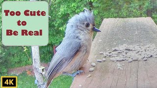 Tufted Titmouse Fledgling Calls [upl. by Granthem569]