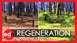 Amazing Timelapse Captures Bushland Recovering After Devastating Bushfires in Australia [upl. by Winchell]