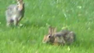 Wild rabbit behaviors [upl. by Nesyt874]