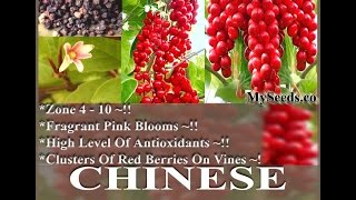 Chinese Magnolia Vine Seed  Schisandra chinensis Seeds on wwwMySeedsCo [upl. by Offen]