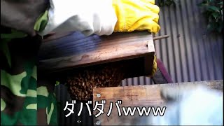 おっ、重すぎる！ニホンミツバチ巣箱継ぎ足し【石窯養蜂家ハニー工房２０１７】 [upl. by Raynard]