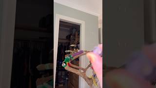 Toucan playing catch toucan toucanbird cute shortvideo birds [upl. by Yenar]